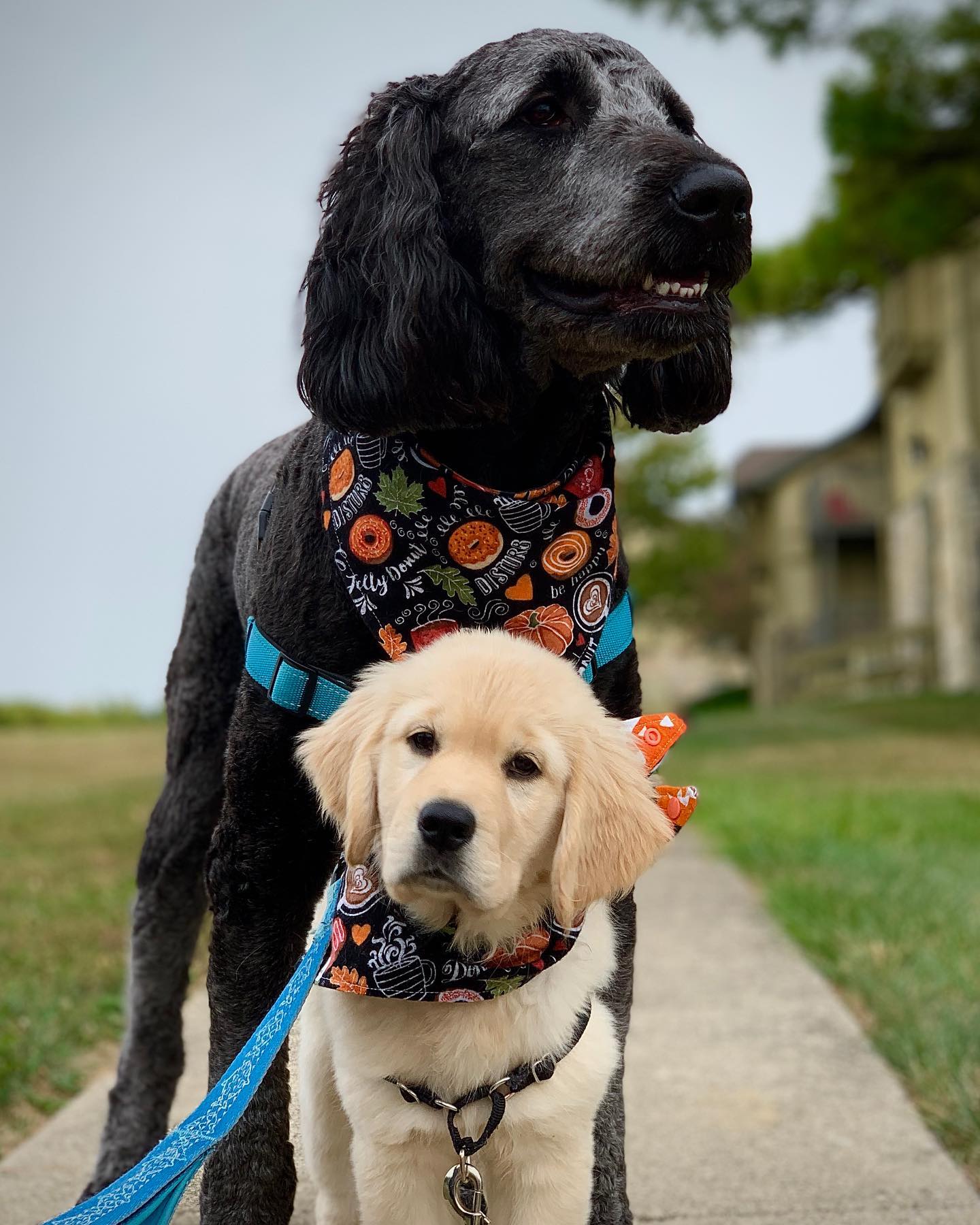 4 paws hot sale service dogs